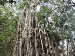 -中国科学院西双版纳热带植物园