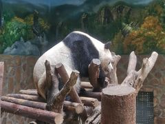 景点-成都大熊猫繁育研究基地