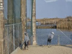 -盐城丹顶鹤湿地生态旅游区