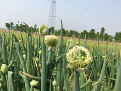 -庞各庄翠芳园西瓜蔬菜基地采摘园