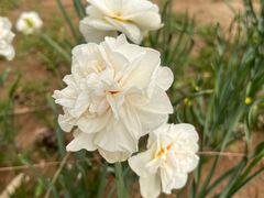 -石家庄市植物园