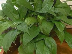 -六泰居·尔滨地标·东北菜(黄河路店)