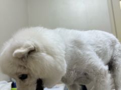 -爱妮康宠物医院·干细胞免疫细胞·肿瘤·心脏(张江店)