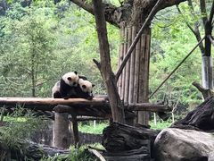 -都江堰中华大熊猫苑
