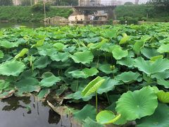 -前关湿地公园