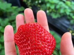 -尚田草莓姑娘白草莓采摘基地