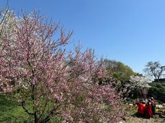 -苏州上方山国家森林公园
