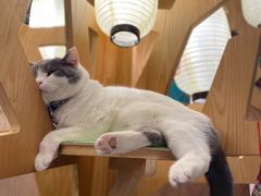 -MOCHA明星猫咖(田子坊店)