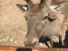 -鄂尔多斯野生动物园