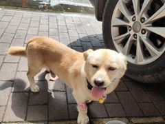 -顺强宠物诊所·狂犬免疫·夜诊·骨科(嘉定店)