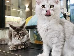 -十年猫舍·猫咪专门店(普陀店)