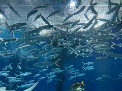 -海合安武汉极地海洋公园