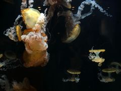 -鹿儿岛水族馆