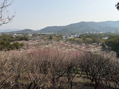 -香雪海