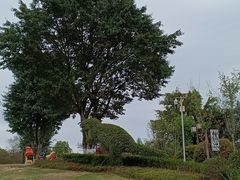 -铁山坪森林公园