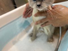 -PETKIT小佩宠物·低压洗护(国顺东路店)