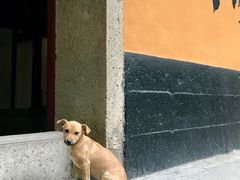 -普陀山风景名胜区-法雨禅寺