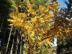 -宝岩生态观光园