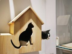 -COLOR PETS 撸猫馆·购猫·猫咖(长风大悦城店)