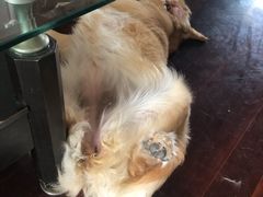 -圣宠动物医院·犬猫专科·影像中心·外科中心