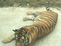 -西安秦岭野生动物园