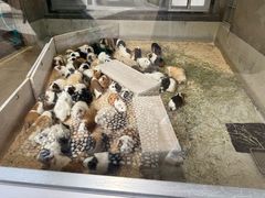 -井之头恩赐公园