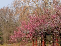 -杭州植物园