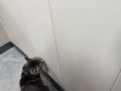 -半岛宠物医院24小时·内窥镜·牙科·碎石中心(府城大道店)