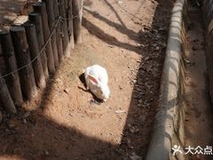 -灵玲国际马戏城