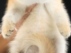 -钦宠·猫咪售卖·洗护·寄养(东圃旗舰店)