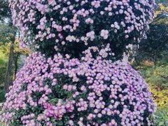 -杭州植物园