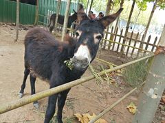 -古柏渡飞黄旅游区