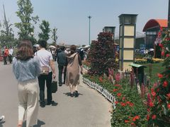 -荷兰花海
