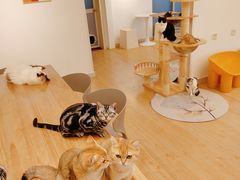 -有喵·猫咖·狗咖·30几只猫10只小狗(岗厦店)