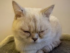 -猫腻·猫咖·撸猫馆(星光大道店)