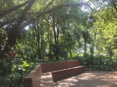 -金花茶公园