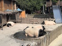 -东台西溪天仙缘景区