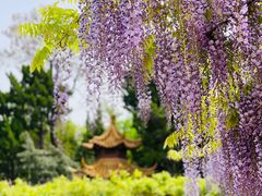 -嘉定紫藤园