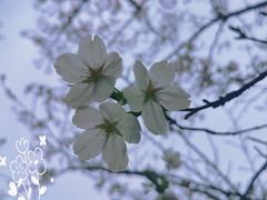 -瑶湖郊野森林公园