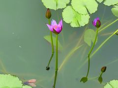 -国家植物园南园