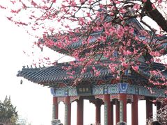 -梅花山(明孝陵内)