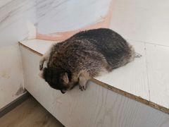 -浣熊柯尔鸭土拨鼠·电玩咖