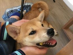 -浣熊柯尔鸭土拨鼠·电玩咖