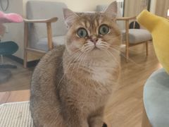-滚猫咖啡·猫咖·猫友好撸猫(未来城店)
