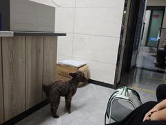 -半岛宠物医院24小时(白果林店)