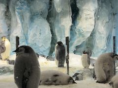 -帝企鹅自助餐厅•儿童岛•真企鹅(长隆企鹅酒店)