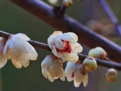 -上海吴淞炮台湾国家湿地公园
