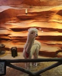 -酷嗒动物文化乐园(cutezoo西溪乐天城店)