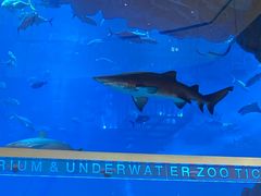 -迪拜水族馆及水下动物园