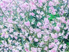 -天适樱花悠乐园